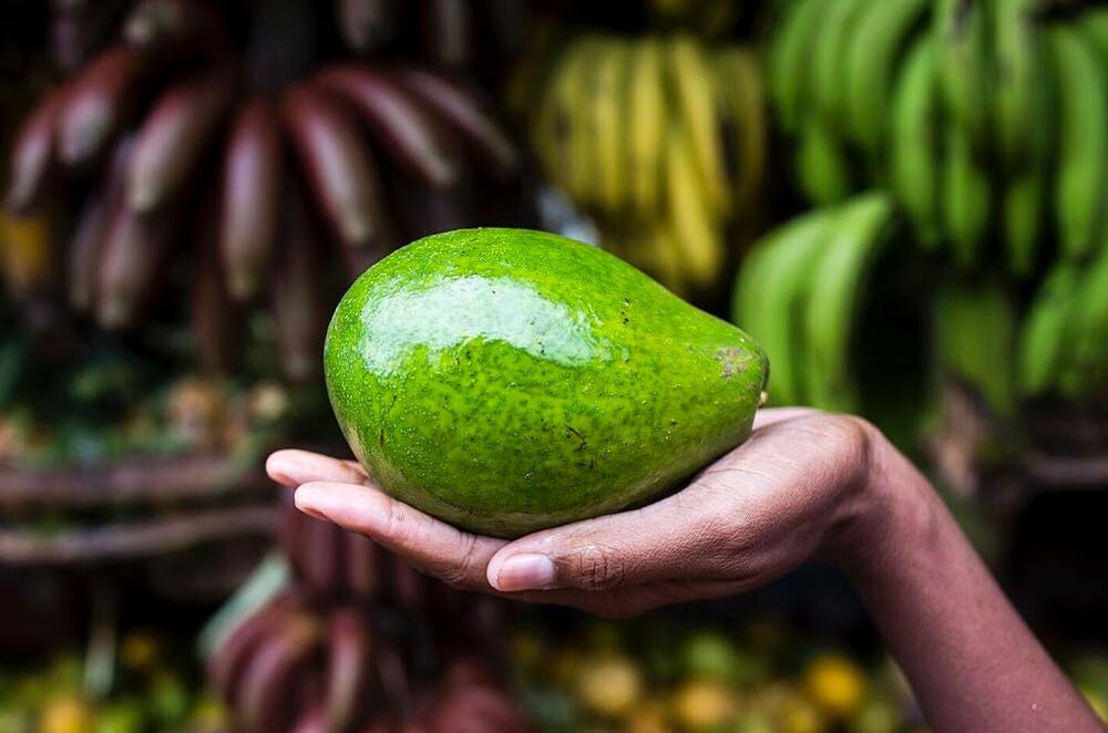 Dominican Republic begins exports of avocados and pitahayas to the UAE