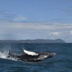 Humpback whale watching season 2022 breaks record of visits - Dominican News