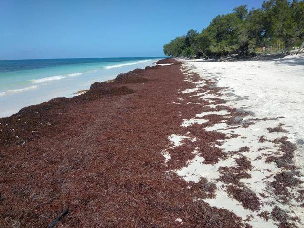 Sargassum shows up on the beaches of Pedernales